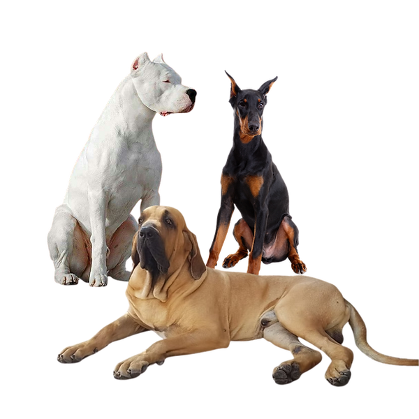 Layout Almofada (1).png