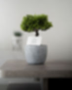 _DSC5276 copie.jpg