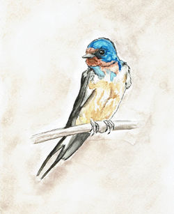 Barn Swallow