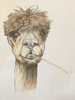 Artwork Llama