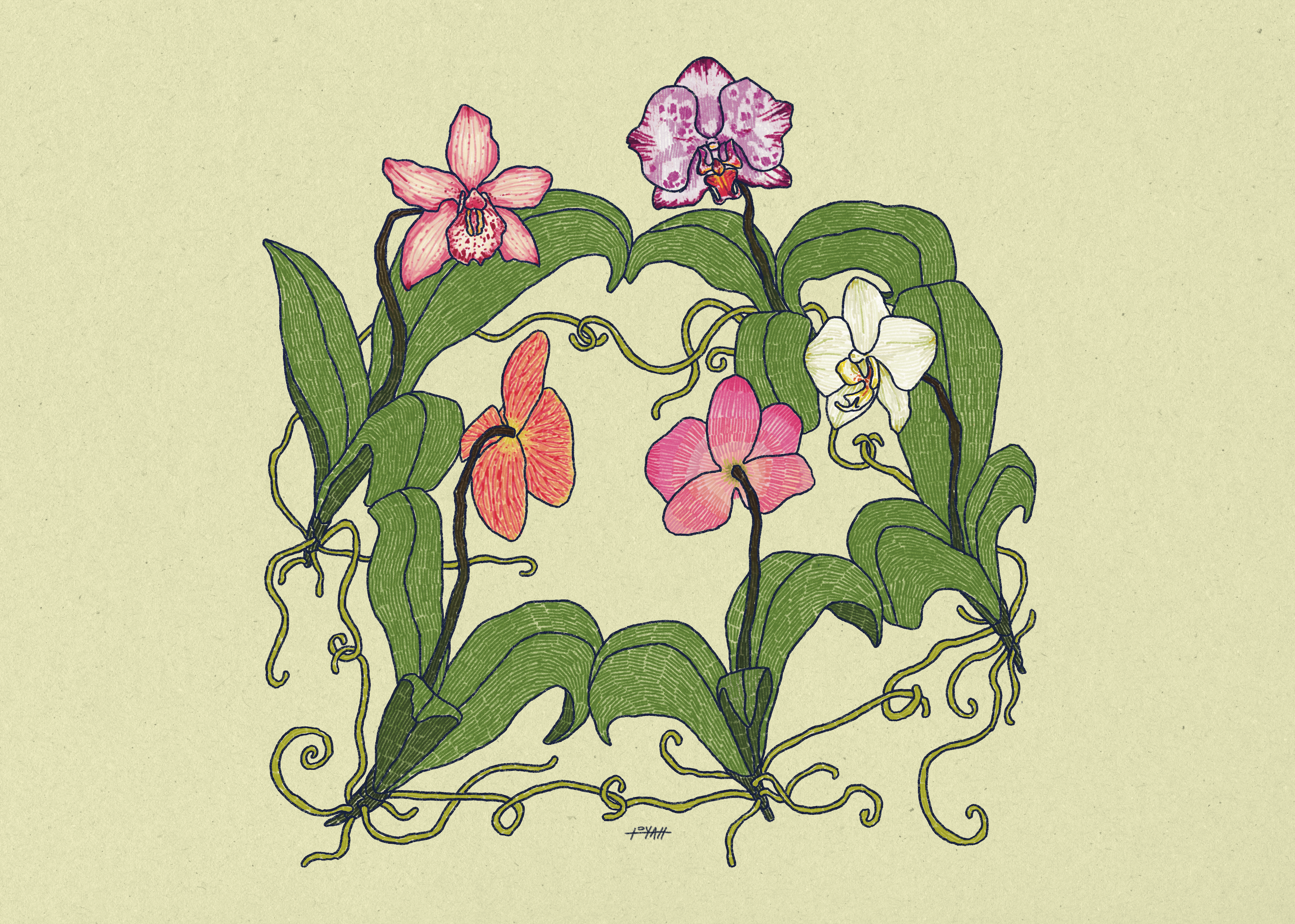 Criss-cross, Orchidsauce