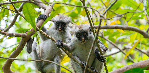 natural and cultural attraction