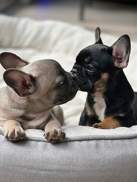 pups_edited.jpg