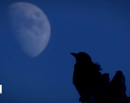 Si les murs de la Cité Interdite pouvaient parler