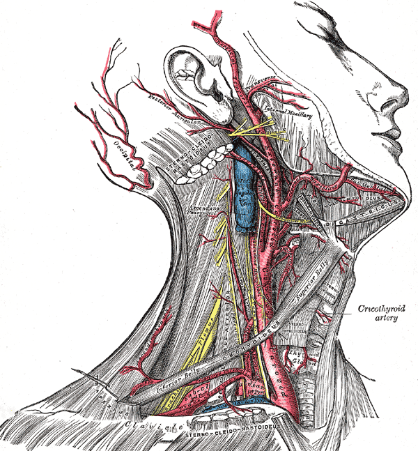 external-carotid-artery.gif