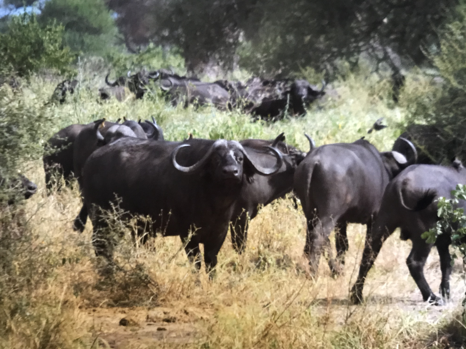 Cape buffalo