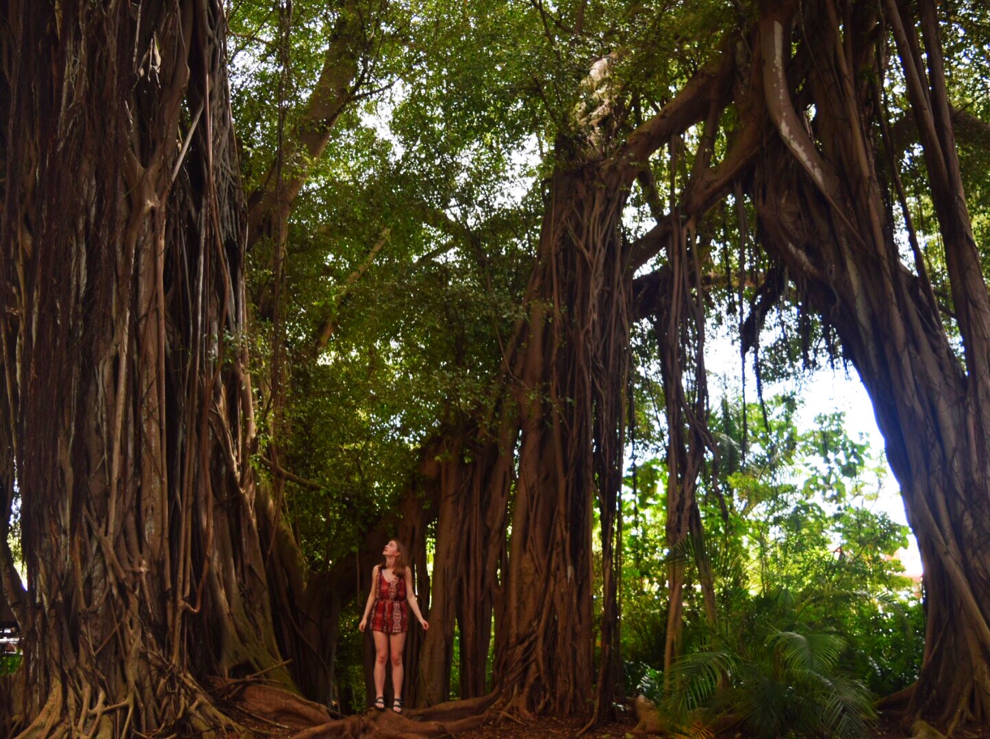 Trees in Kōloa