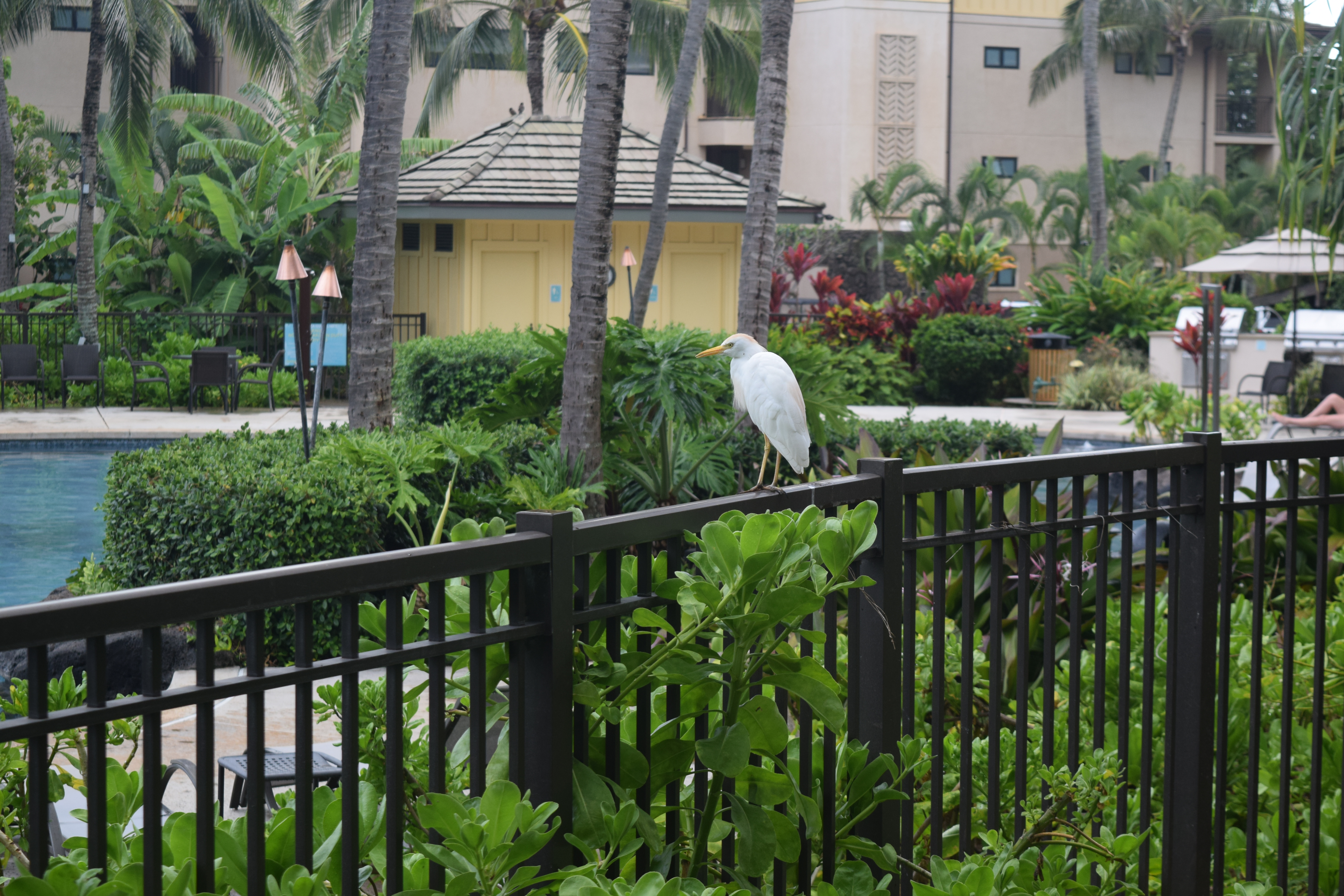Birds by the poolside