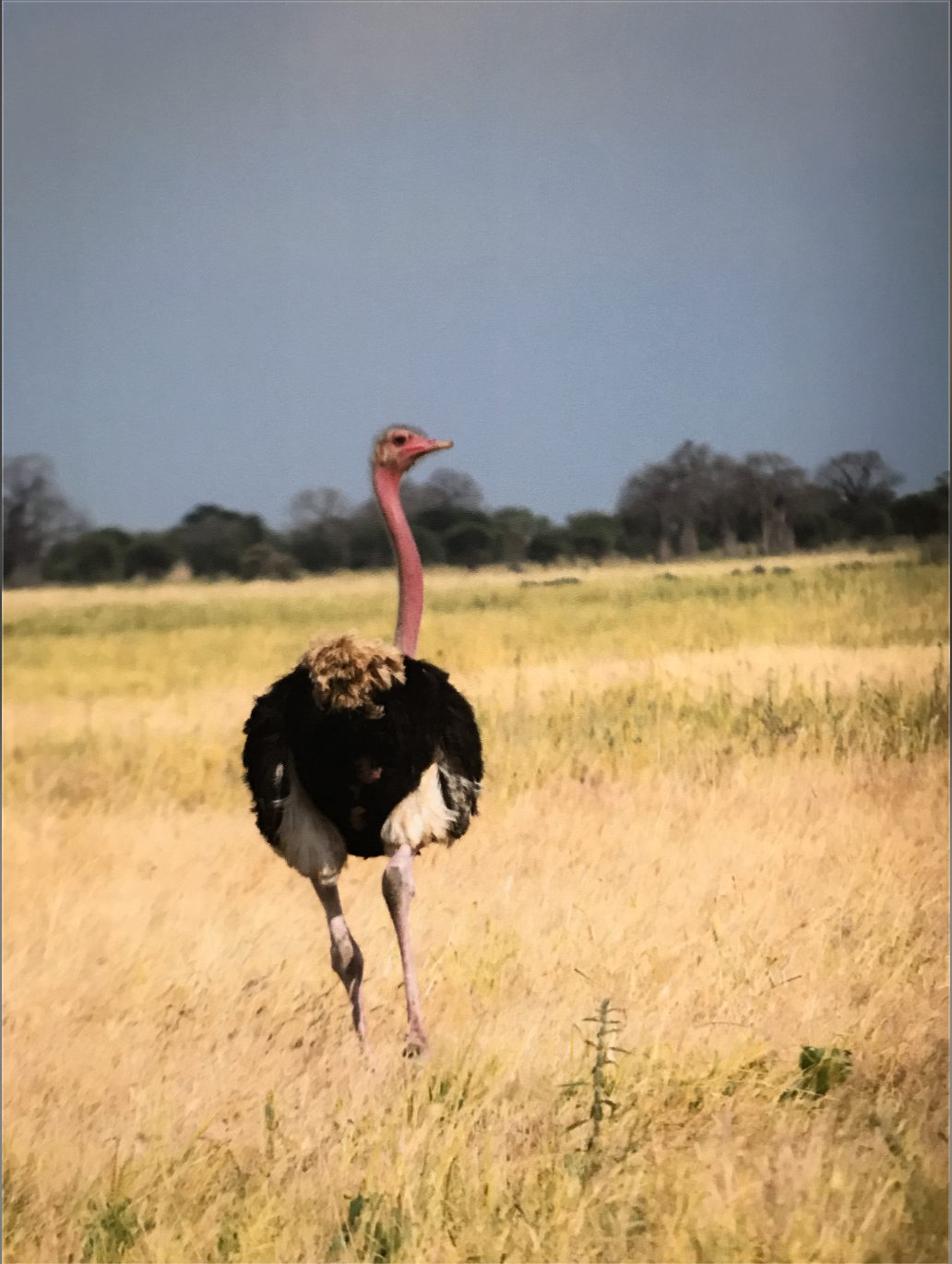 A lone ostrich