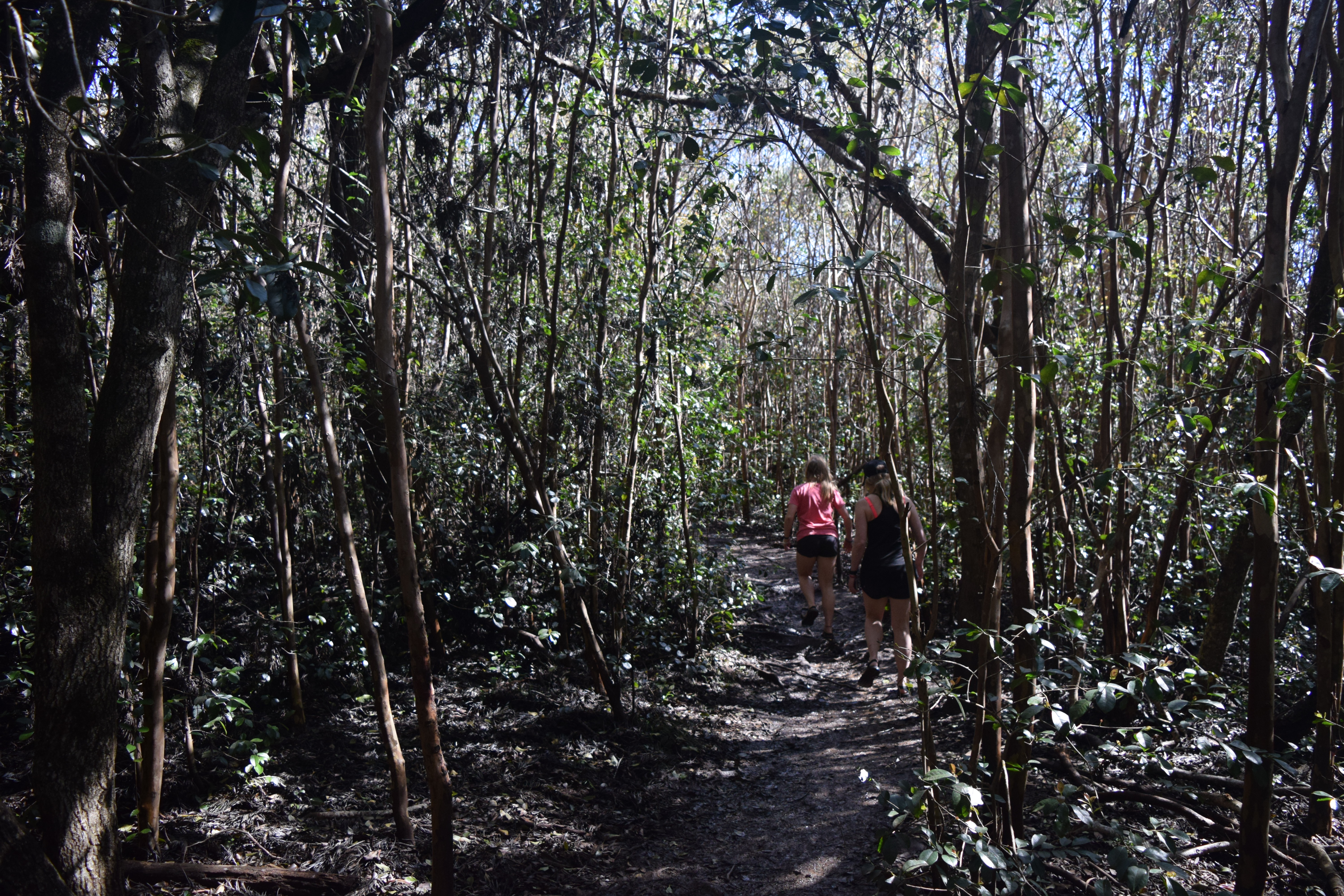 The trail through the trees