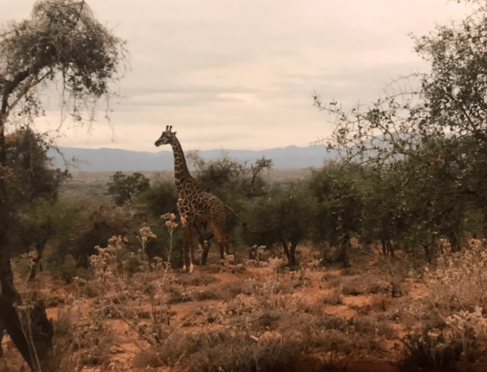 Giraffe in the camp!