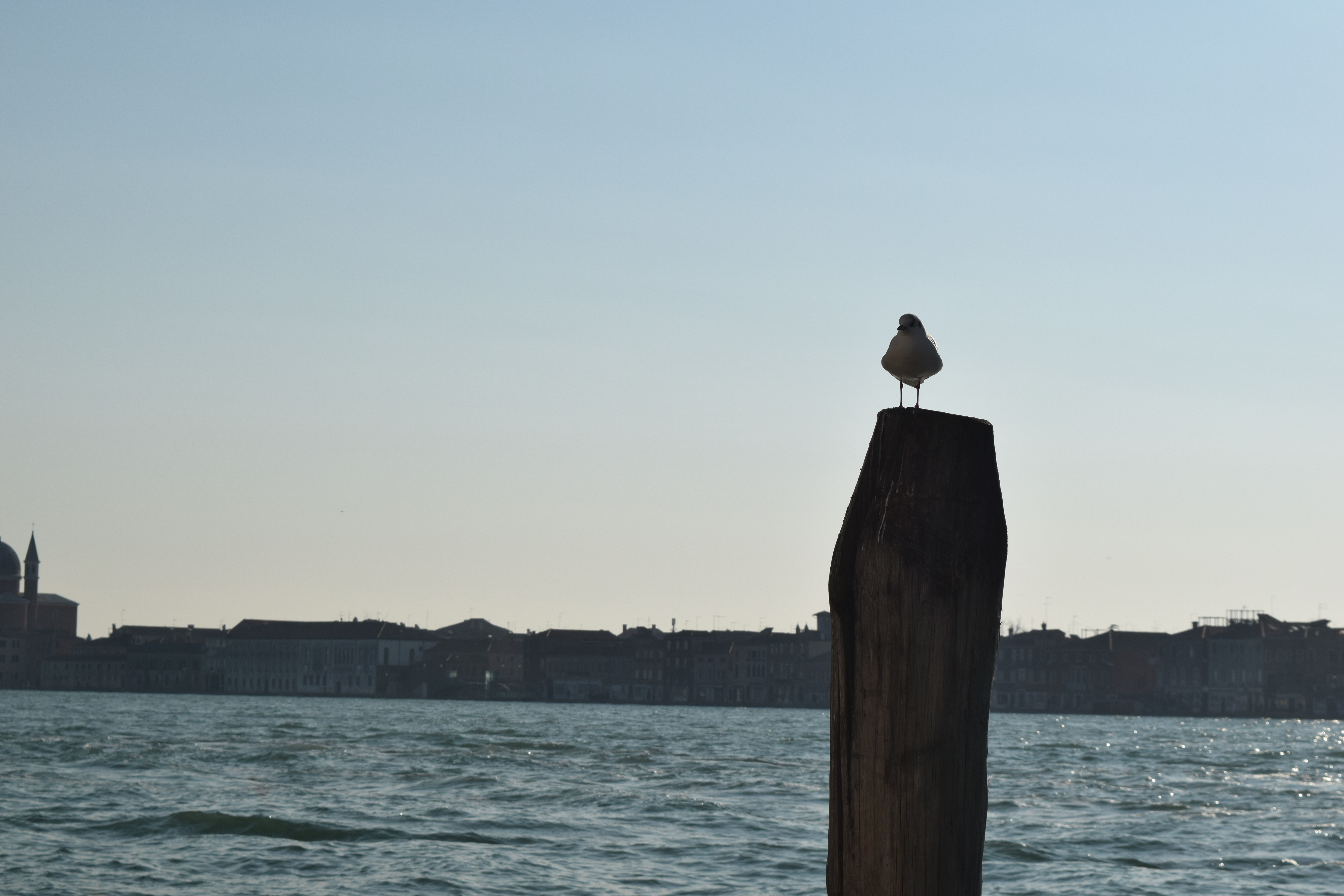 A seagull perched over the water where tourists come flooding in from ships