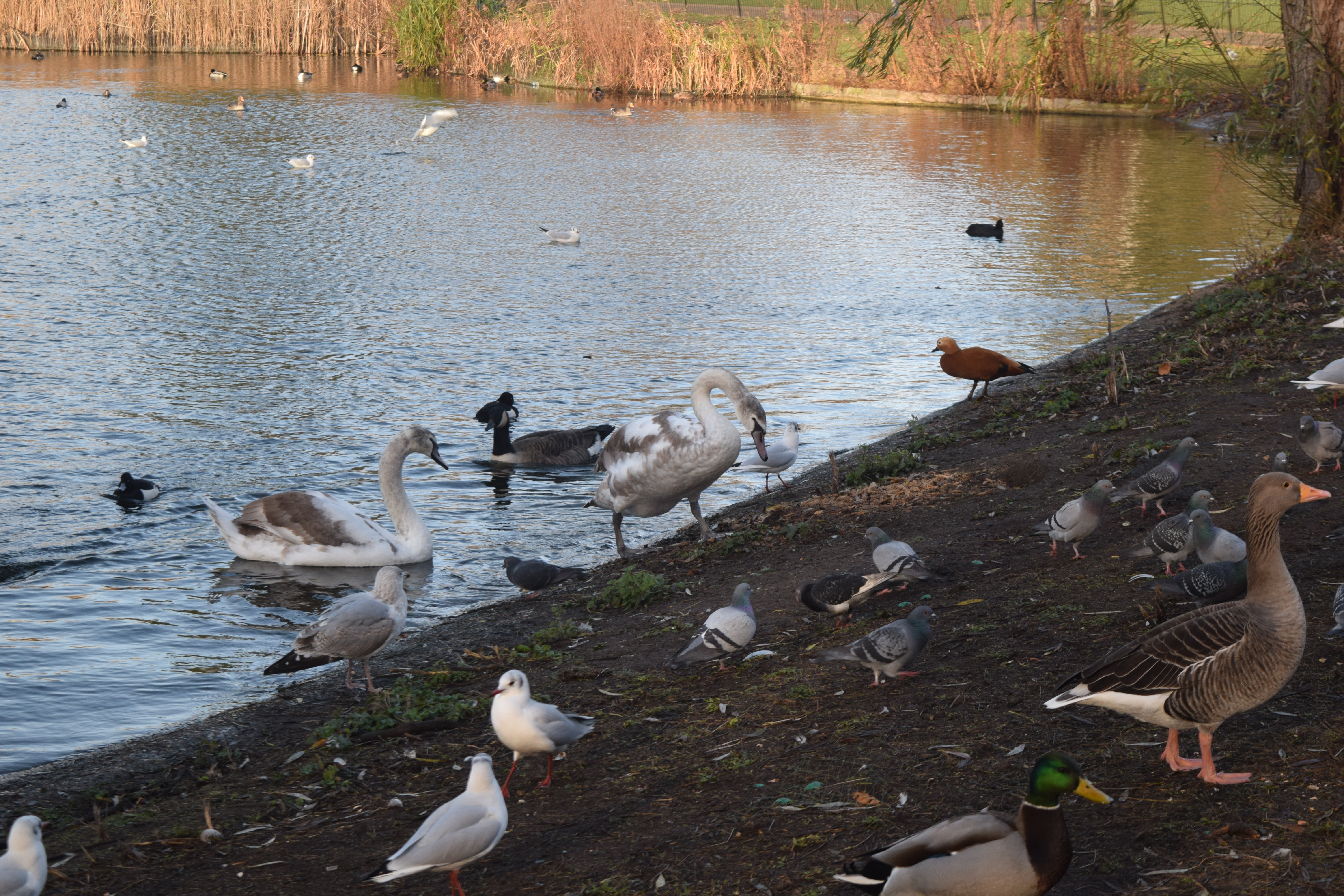 Some birds in St. James Park near Duck Island