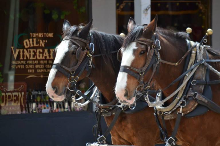 Draft horses in Tombstone