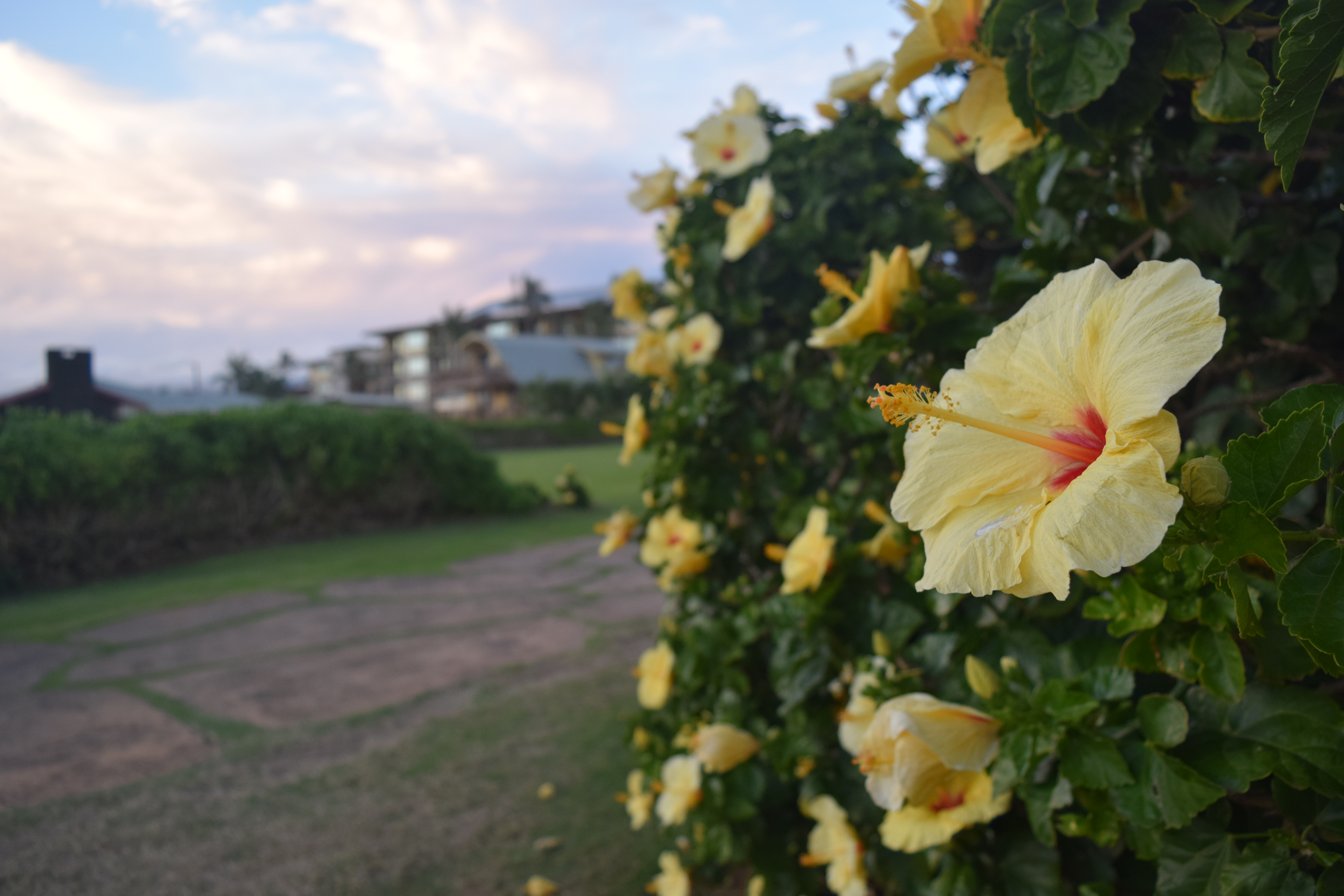 Flowers near the resort