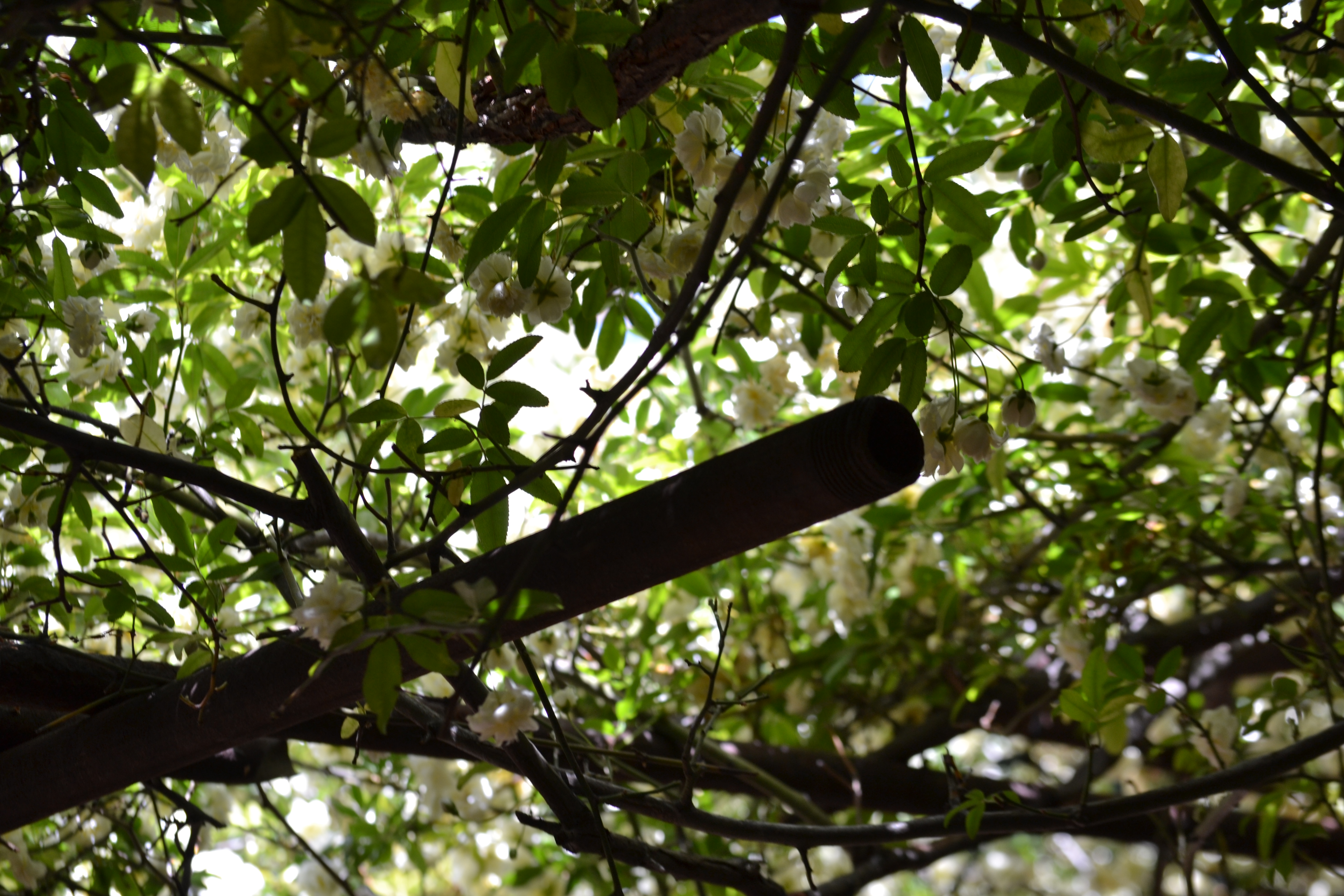 A very small fraction of the roses