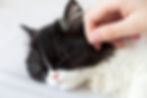Cat Home Euthanasia