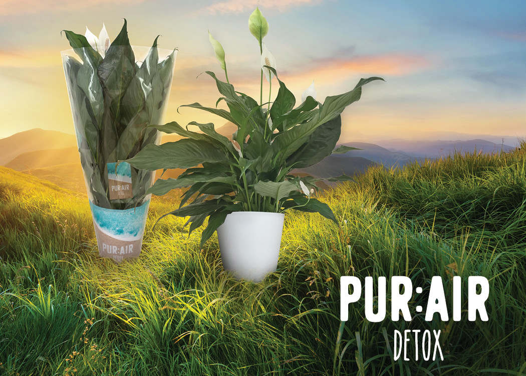 Home Hendriks Greenhouses