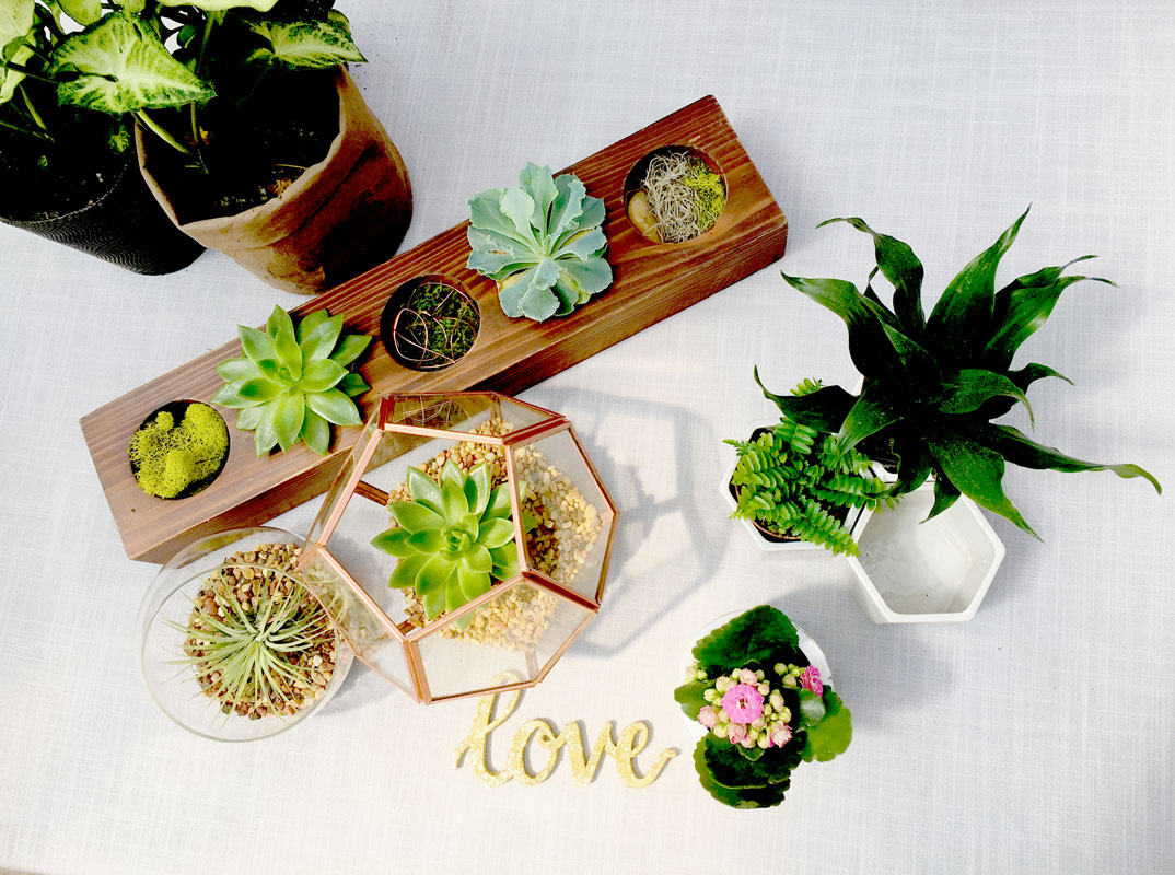 Home Hendriks Greenhouses