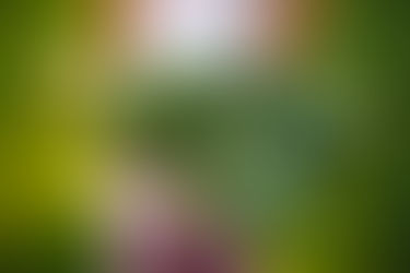 Understanding sustainability at our school