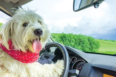 dog-driving-car-600x400.jpg.optimal.jpg