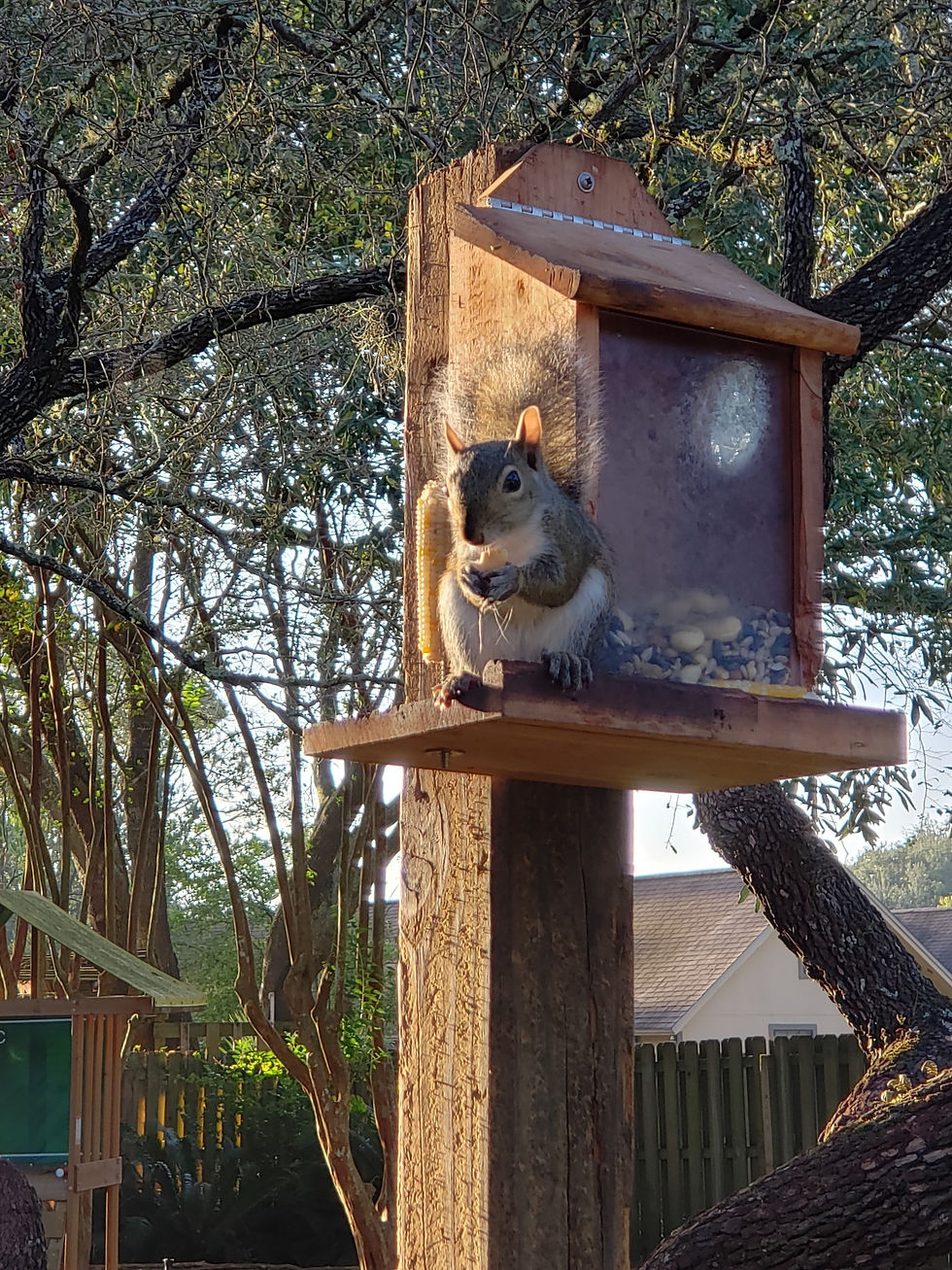 Simple Squirrel Feeder