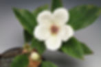 Mountain Camellia (detail)