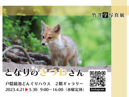 写真展 竹澤 学 「となりのきつねさん」