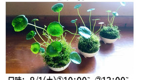 <夏休みワークショップ>ウオーターマッシュルームの苔玉作り