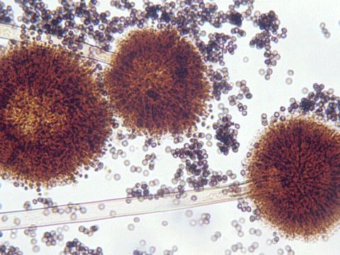 Microscopic image of soil biology