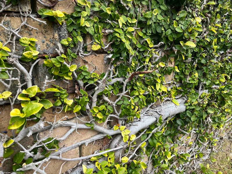 Green wall