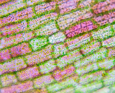 plant tissue (2)_edited.jpg