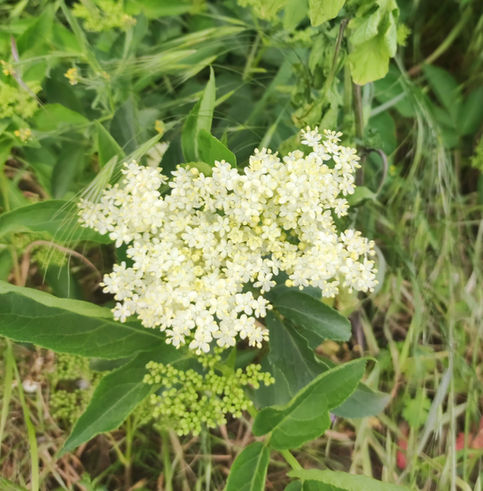 Holunderblüten Sekt