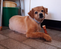 M-Dog - Toilettage Canin - Domicile - Toiletteur - Chien - Grooming Dog - Brabant Wallon - Sammy