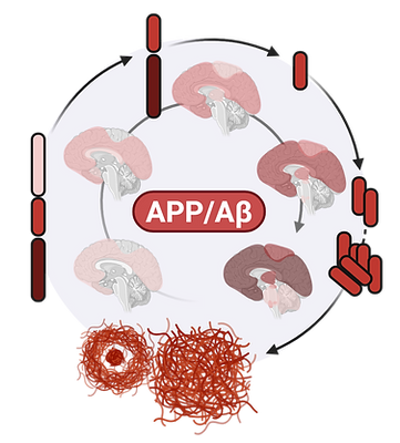 Alzheimers Disease Summary (3)_edited_ed