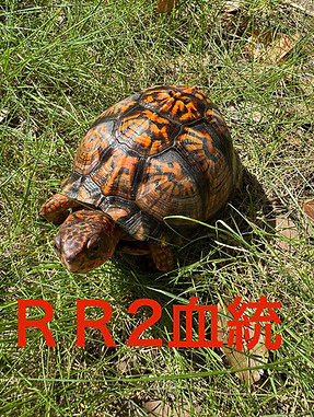 S__119414810_0.jpg