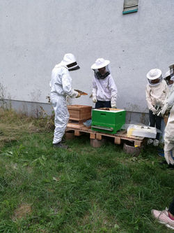 Unsere Bienen ziehen ein