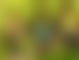 Dentro de un cementerio forestal...