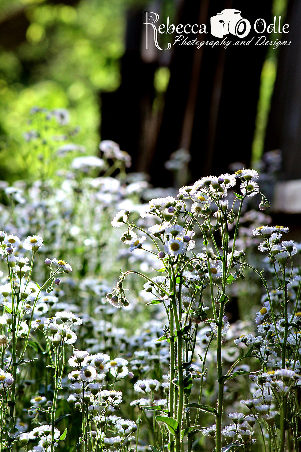 Summer Secrets II