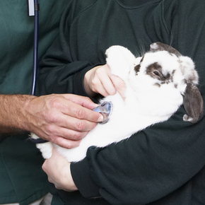 Emergency rabbit health problems - what to look out for