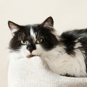 How to treat common cat emergencies