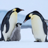 What penguins can teach us about our appetites for disordered eating recovery