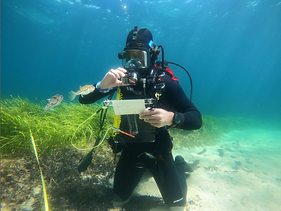diver seagrass fish.png