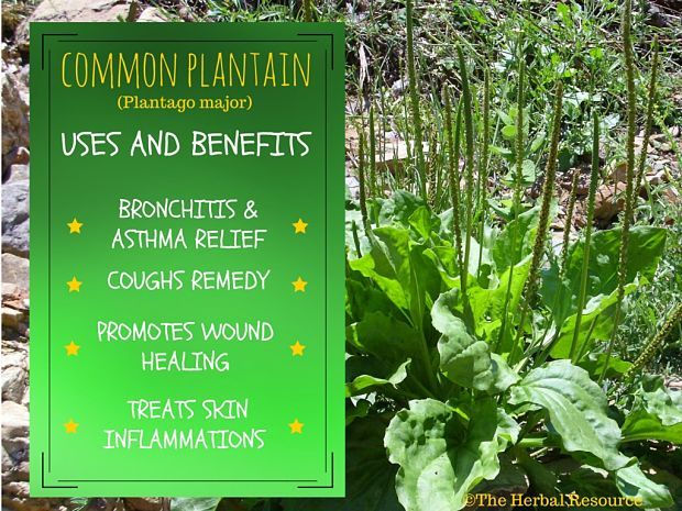 Thumbnail: Plantain Salve