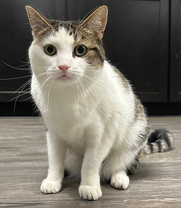 Patsy the cat