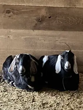Myrtle and Willie the goats