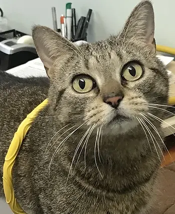 Peanut the cat