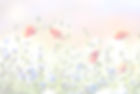 blumenwiese-klatschmohn-kornblumen-1024x683 Kopie (1)_edited.jpg