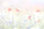 blumenwiese-klatschmohn-kornblumen-1024x683 Kopie (1)_edited.jpg