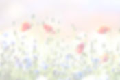 blumenwiese-klatschmohn-kornblumen-1024x683 Kopie (1)_edited.jpg